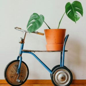 綠色植物