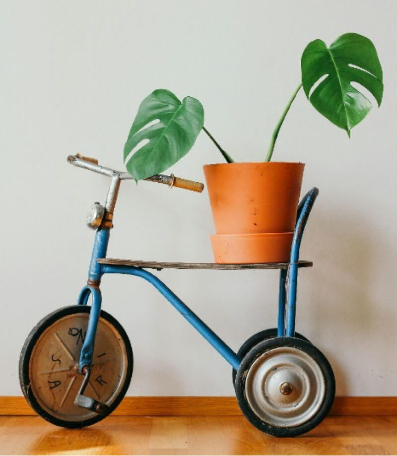 綠色植物