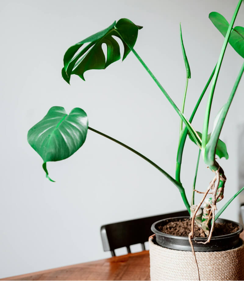 綠色植物:圖片 2